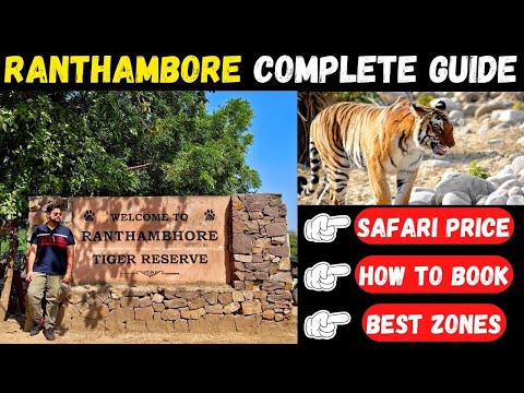Video: Ranthambore National Park: The Complete Guide