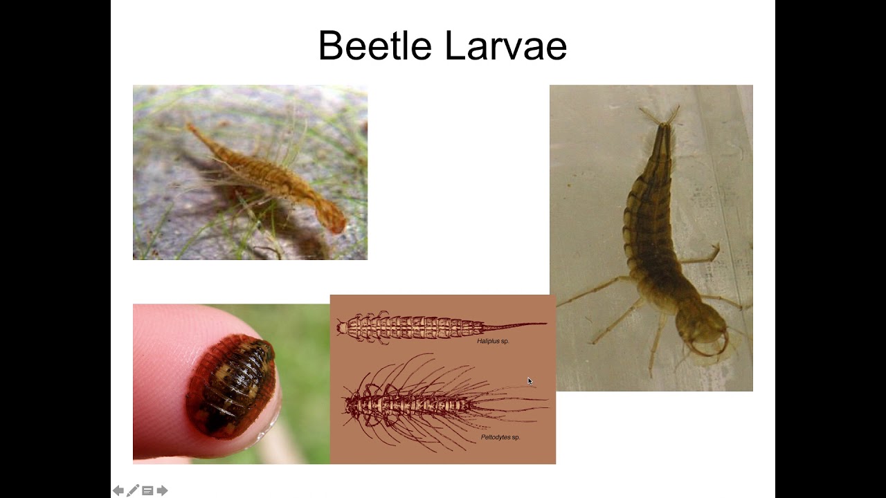 Holometabolous Aquatic Insects part 2