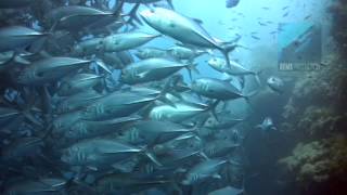 Diving Sanctuary, Balicasag Island, Bohol, Philippines