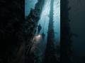 Underwater Camera Records Upright Beams at Extreme Depth