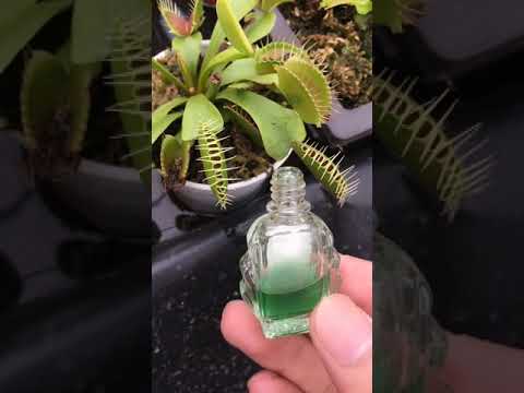 Carnivorous Botanical Garden