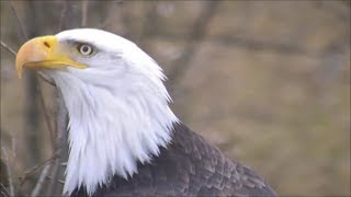 Decorah Eagles North- Eagle Snaps Off Branch In Flight- Brings It To Nest