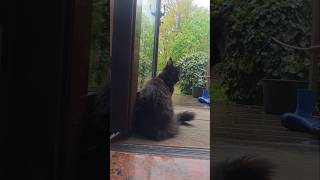 Relaxing Weather and a Kitty...