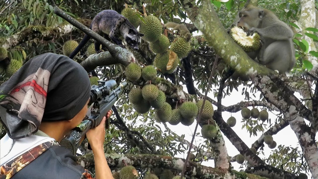 BERBURU ‼️ KETIKA MUSANG,KERA DAN TUPAI LIAR MENGGANGGU TERNAK DAN PERKEBUNAN WARGA