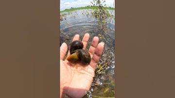 Super fresh view ! a lot of Snails in flooded Areas #natureloversgallery  #floodedriver #niceplaces