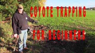 How to trap coyotes for beginner trappers