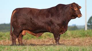 LOTE 034