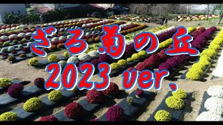 ドローン空撮　ざる菊の丘 2023ver.