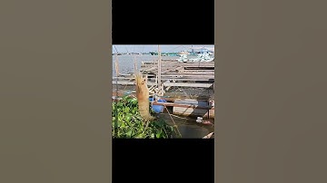 tiếp tục lên con tôm nữa nhe mọi người#cautom#song#chê miền tây