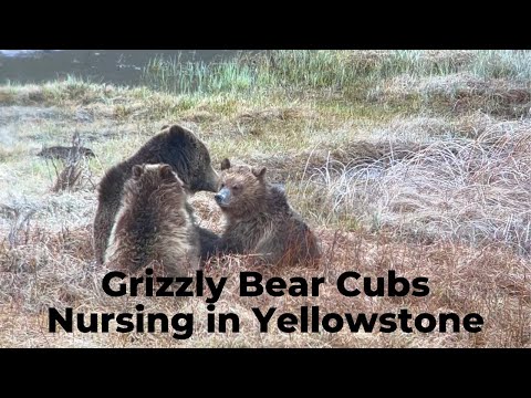 Grizzly Bear Cubs Nursing in Yellowstone