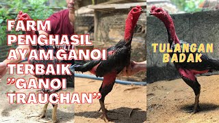 FARM PENGHASIL AYAM GANOI JAWARA “GANOI TRAUCHAN” 🇻🇳🇻🇳