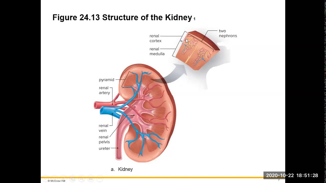 Kidney YouTube