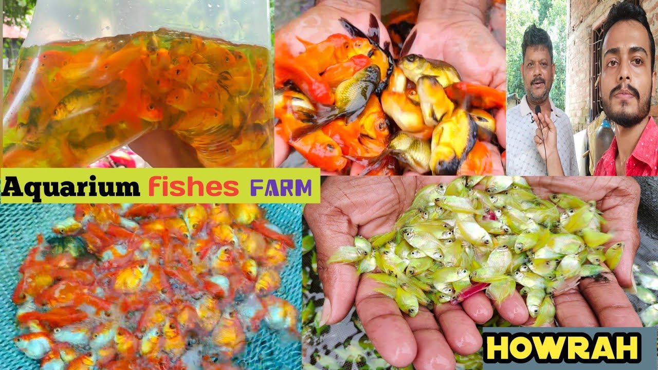 Recent aquarium fishes price in Howrah fish farm Aquarium fish YouTube