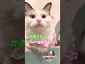 【CAT】小さな恋の歌カモ #shorts #cat #cats #cute #猫動画 #猫 #可愛い猫 #かわいい猫