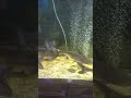 Shark With A Large Piranha In The Aquarium