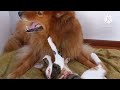 Dog cats dog and funny cats compilation 01prince mandal pk