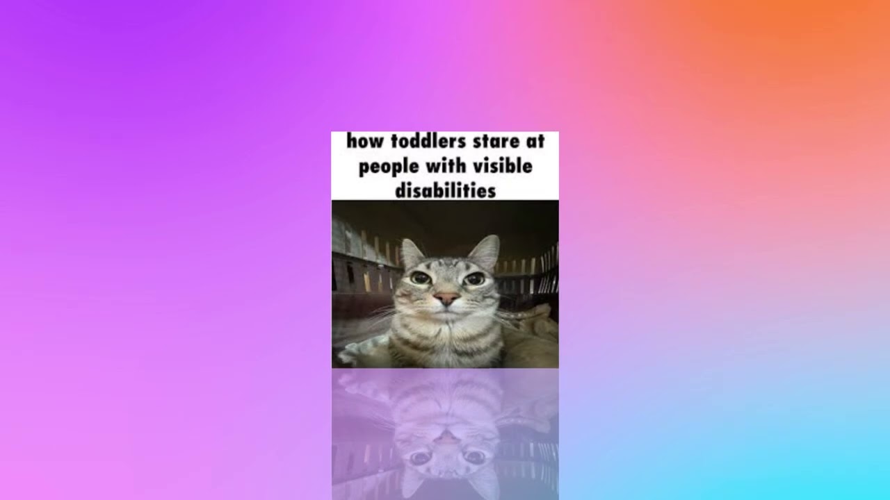 Cat Memes