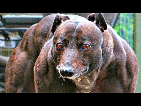 Video: Top 10 Hundebedingungen