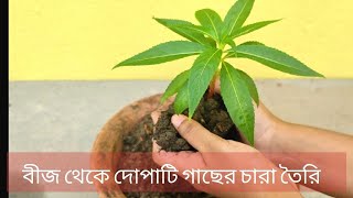 বীজ থেকে দোপাটি গাছের চারা তৈরি | HOW TO GROW DOPATI/ BALSAM PLANT FROM SEEDS | Garden tales