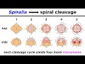 Clades and Developmental Patterns in Animals