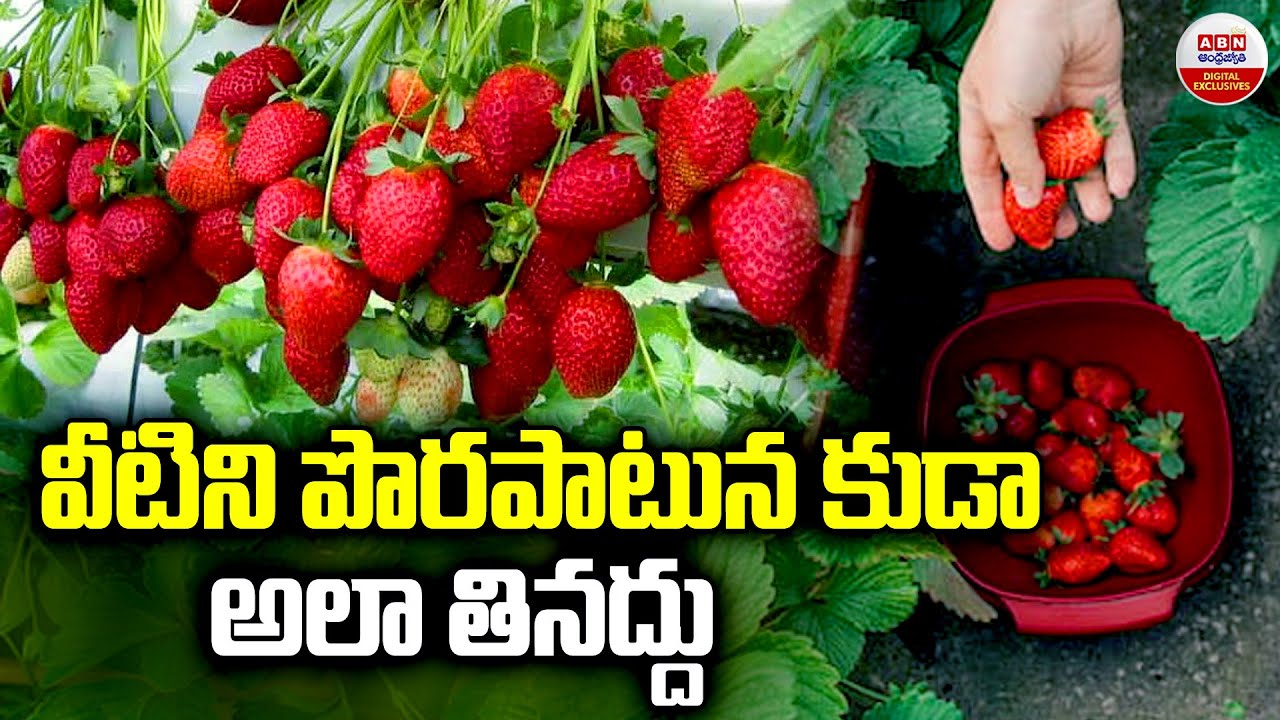వీటిని పొరపాటున కూడా అలా తినొద్దు | How To Eat Strawberry Fruit | ABN Digital