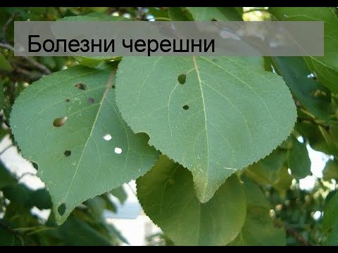 Болезни черешни
