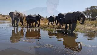 Africa (the twelve chamäleons)