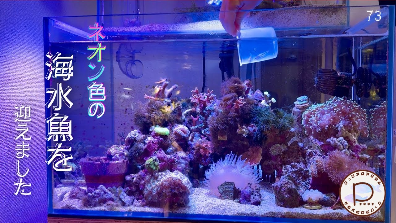 ネオン色の海水魚を迎えました　