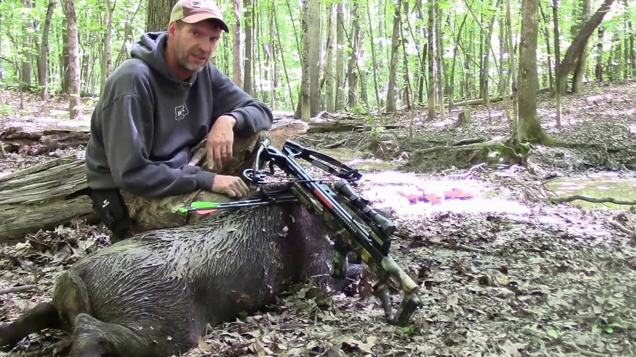 Hog Hunting with Dogs 