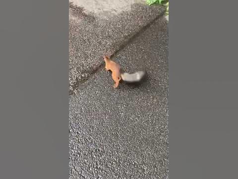 Сильный союз