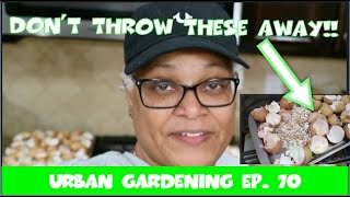 Let’s Turn Eggshells Into Garden Calcium|| Zone 7B GA || Urban Garden Ep. 70 || Steffanie's Journey by Steffanie's Journey 37 views 3 months ago 10 minutes, 14 seconds