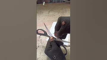 How to Sharpen Scissors Fast at Home!