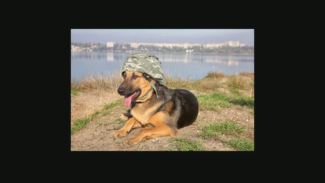 Performance K9 Training Services YouTube