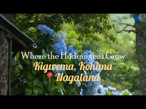 Kigwema Kohima A Blooming Dream Every Monsoon REY PATESIO RhydeRijn ReyPatesio