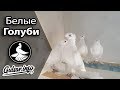 БЕЛЫЕ ДВУХЧУБЫЕ ГОЛУБИ /  PIGEONS / TAUBE #Gulsarinfo©