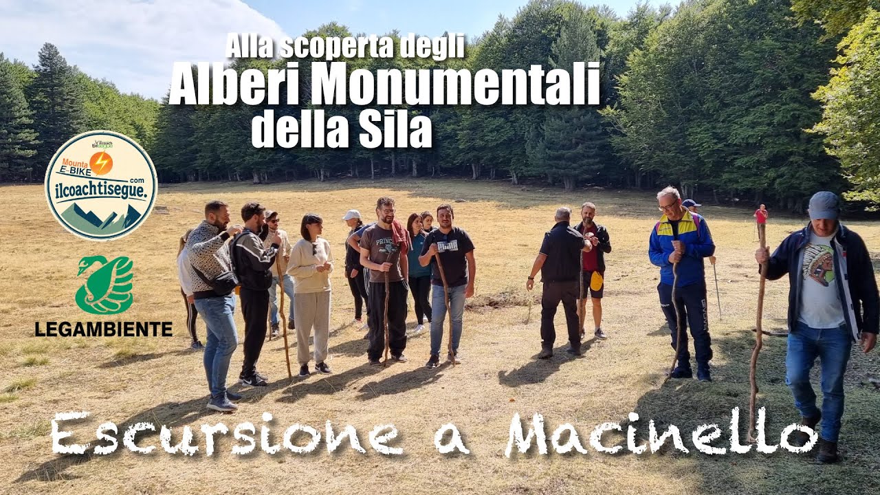 Tesori Naturali: Alberi Secolari in Montagna