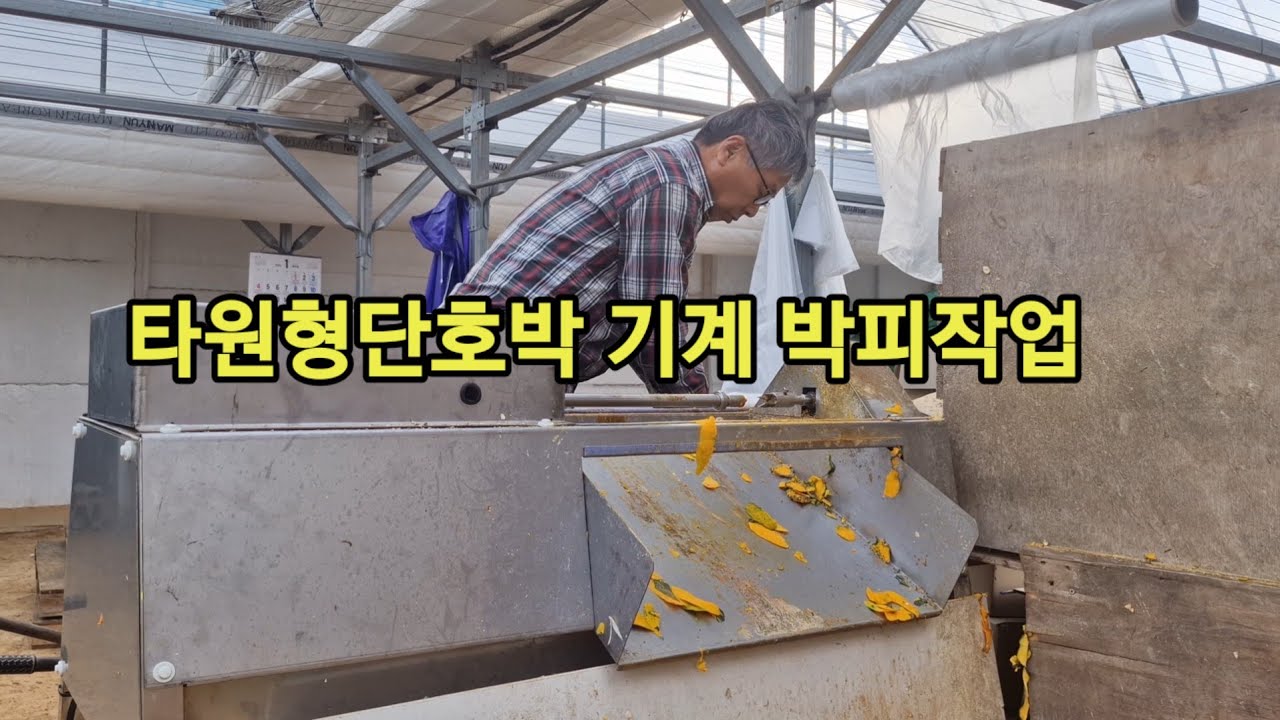만차랑단호박 박피 기계작업