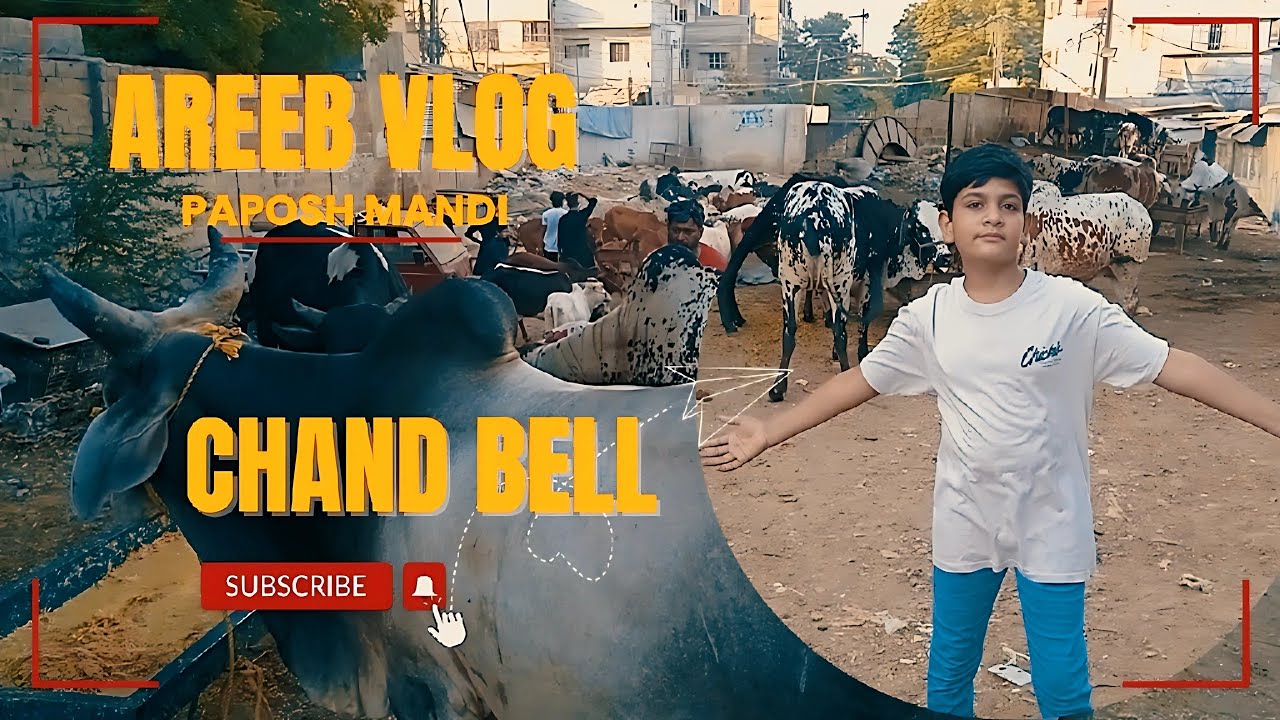 five-lakh-ka-janwar-masha-allah-kia-janwar-hai-mandi-vlog-2024