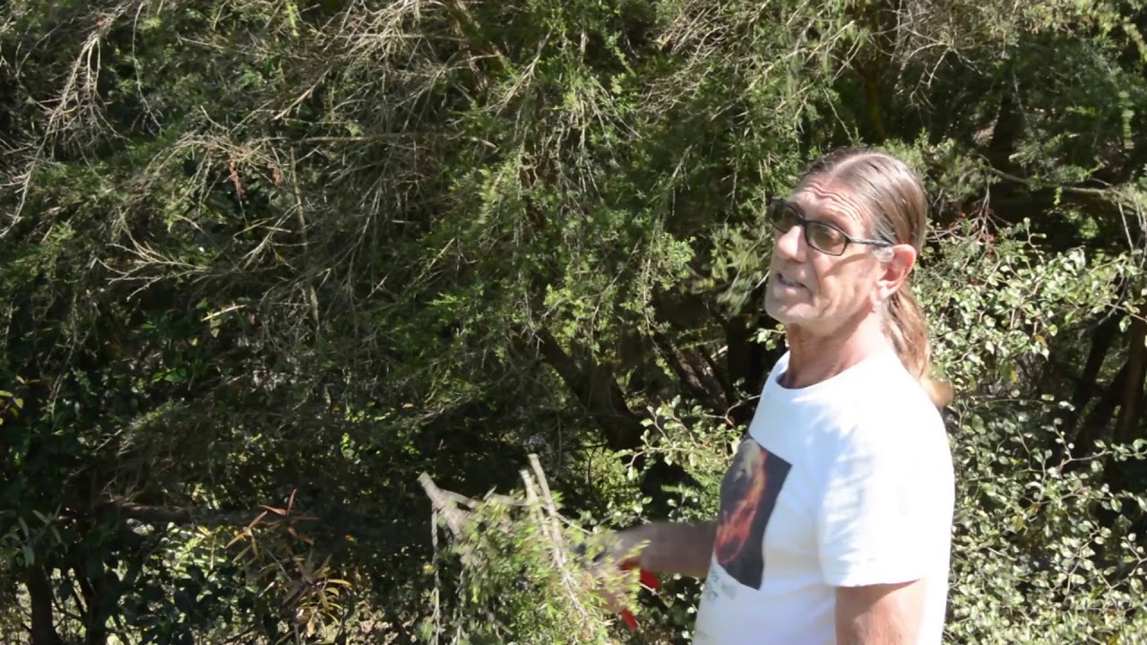 Growing manuka and  kanuka part one