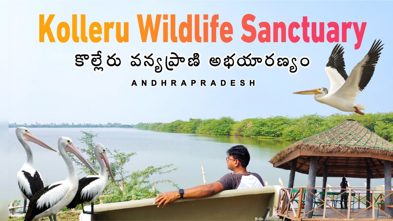 Kolleru Wildlife Sanctuary 4K Kolleru Lake AP Tourist Places
