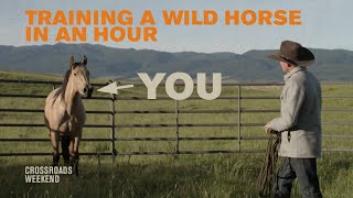 Training a Wild Horse in an Hour