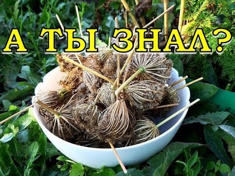 Как вырастить семена МОРКОВИ? ПОШАГОВО