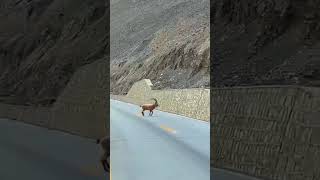 Crossing Ibex- Karkarum Highway - GILGIT -BALTISTAN