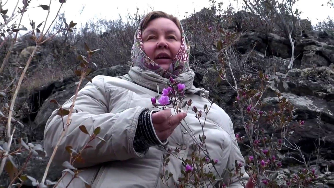 РОДОДЕНДРОН || Полезные свойства и применение