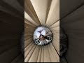 見つかってしまったエサ目線になれる映像#shorts