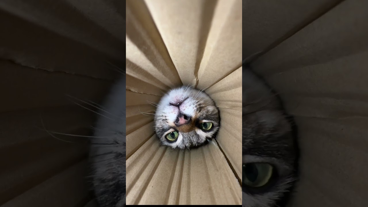 Original Title & Thumbnail