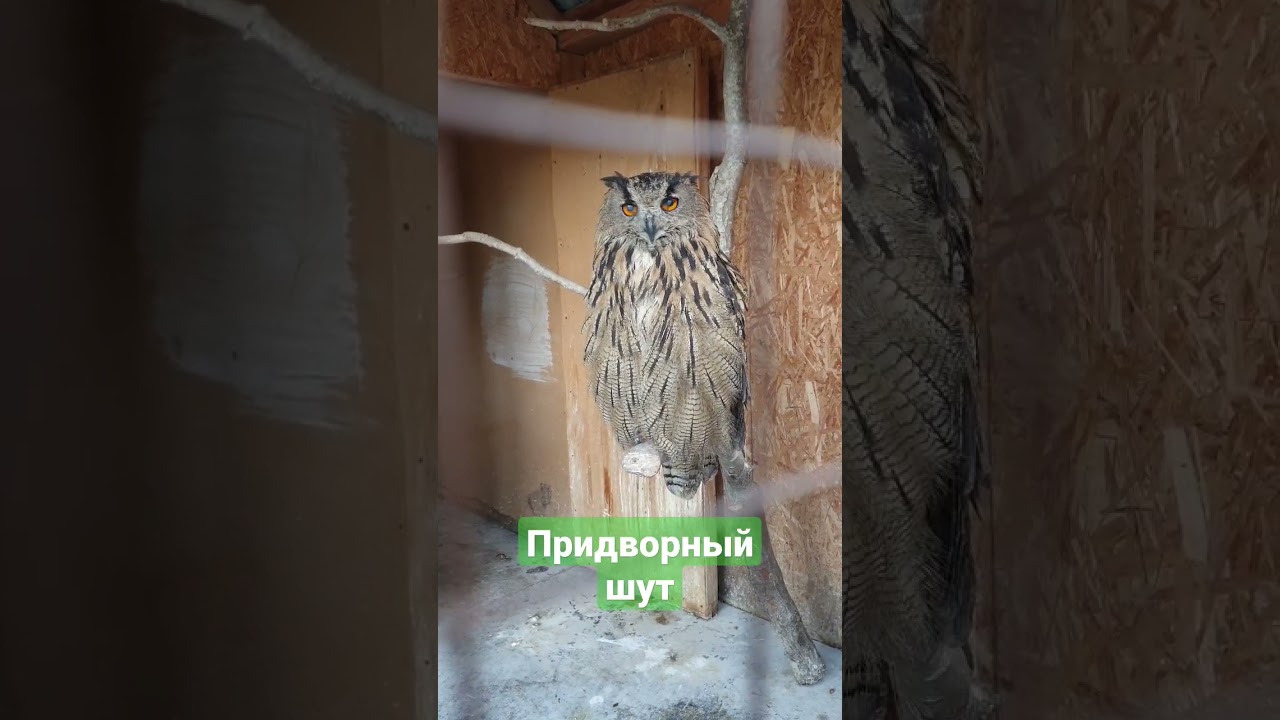 Слуга Филипп Филиппыча 