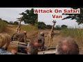 Giraffe attack on safari van live in Kruger National park jungle south Africa