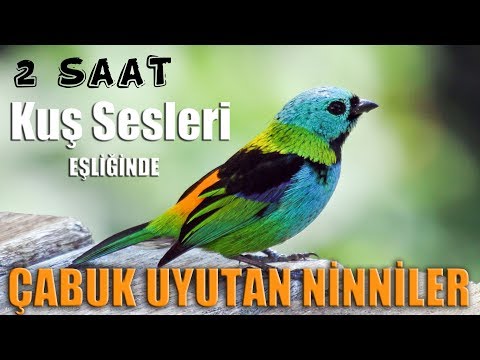 Kuş sesleri ile Sakinleştiren 2 saat Kesintisiz Ninni / Karanlık Ekran/Ninni Perisi