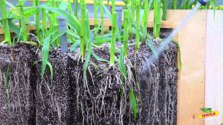 МОЩНЫЕ КОРНИ КУКУРУЗЫ DEKALB